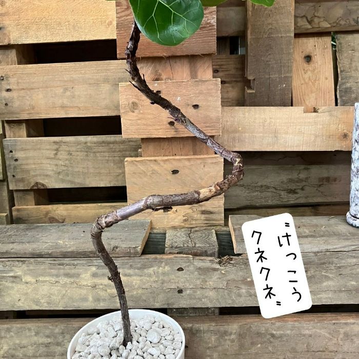 観葉植物現品販売