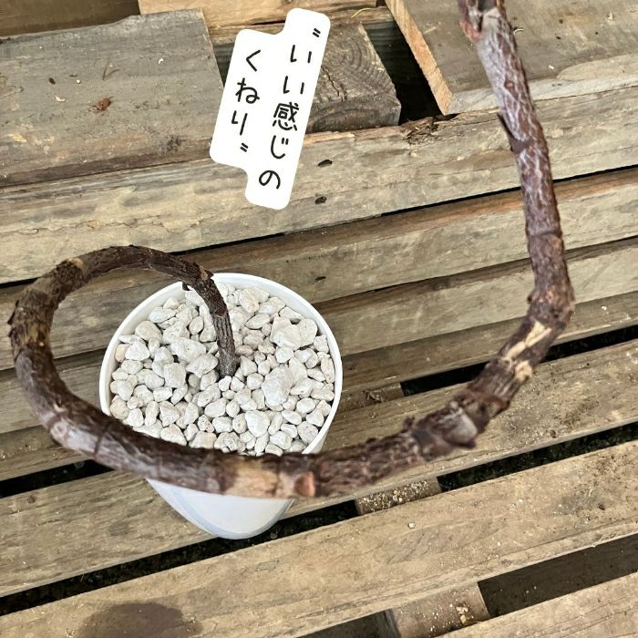 観葉植物現品販売