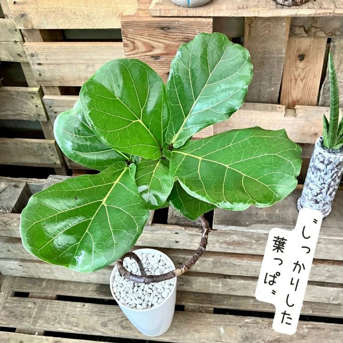 観葉植物現品販売