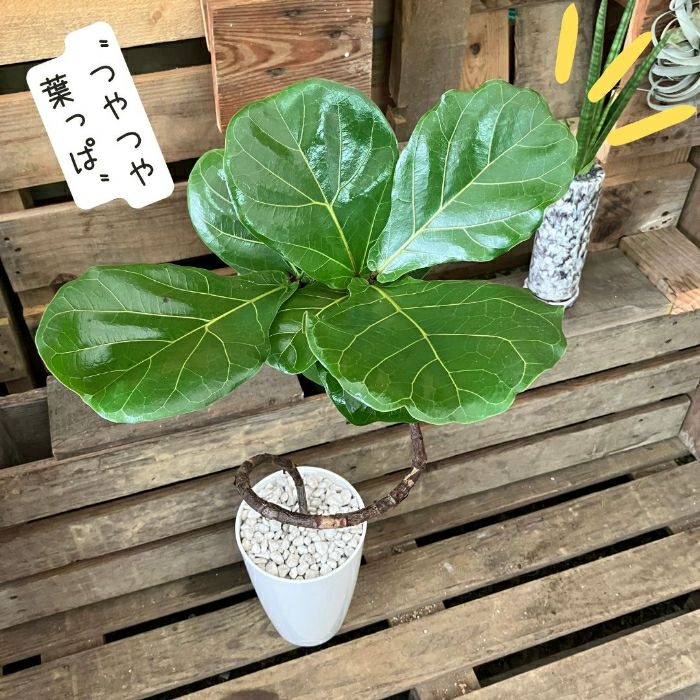 観葉植物現品販売