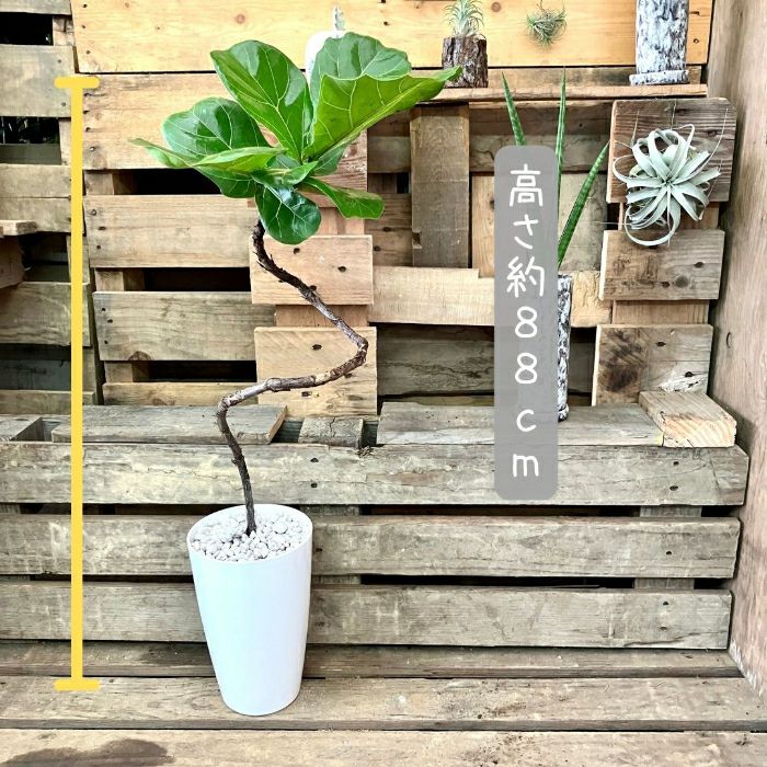観葉植物現品販売