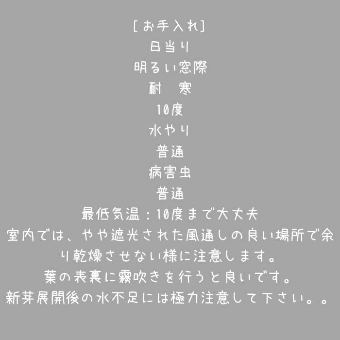 観葉植物現品販売