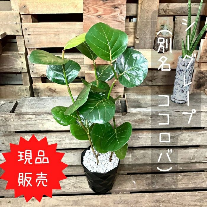 観葉植物現品販売