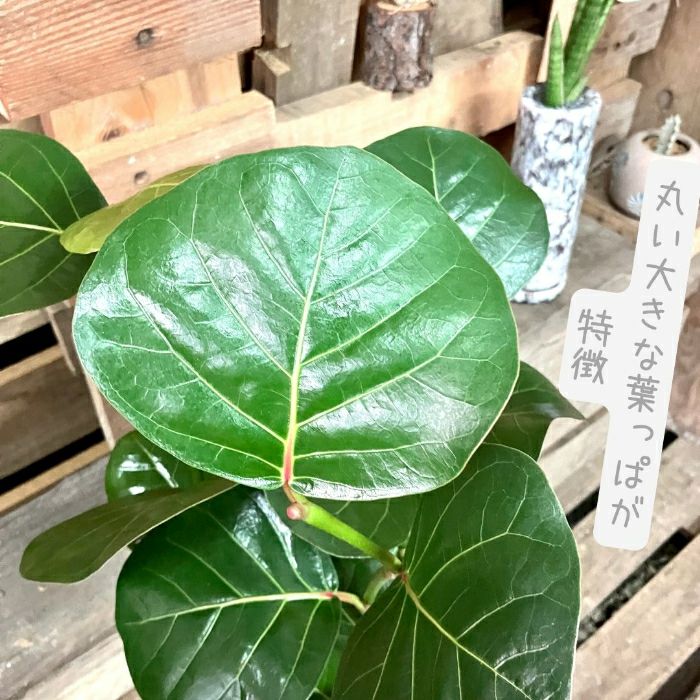 観葉植物現品販売