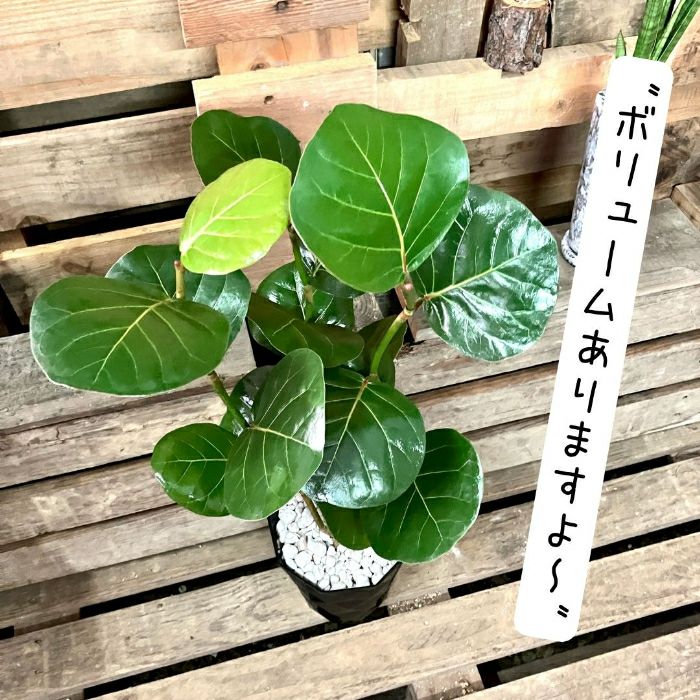 観葉植物現品販売