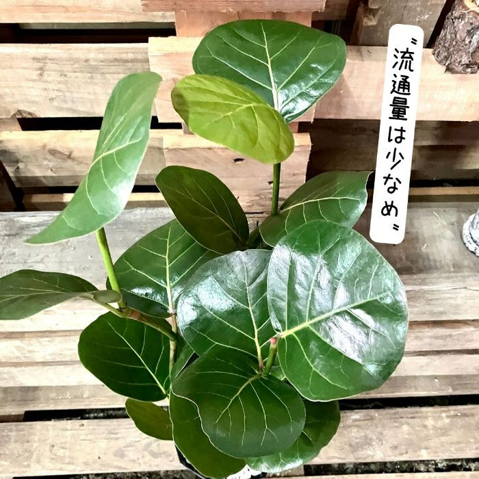 観葉植物現品販売