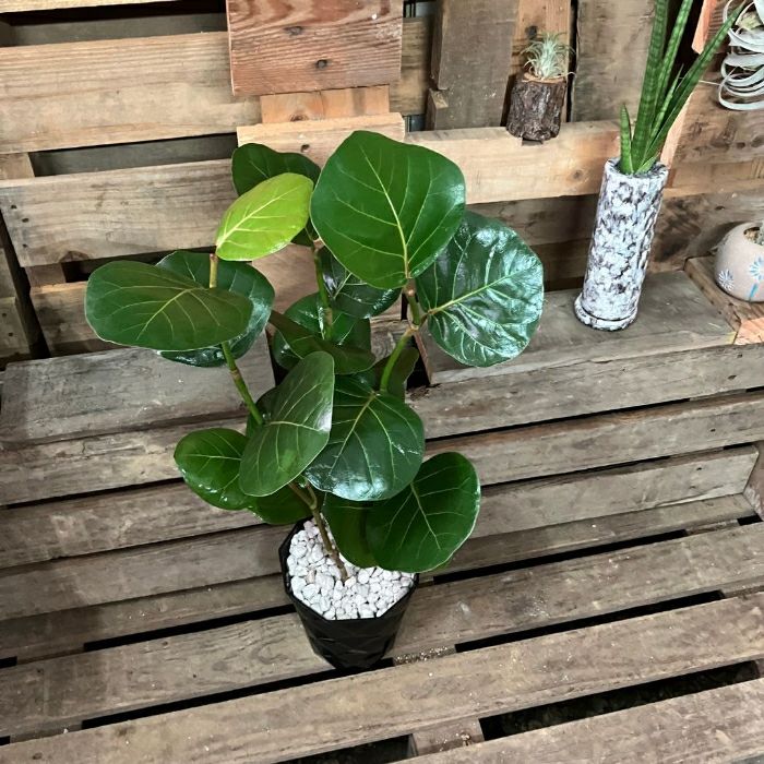 観葉植物現品販売