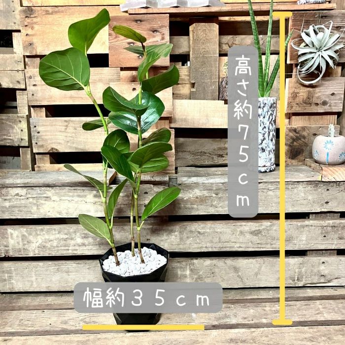 観葉植物現品販売