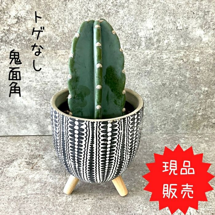 観葉植物現品販売