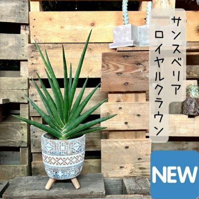 サンスベリア ロイヤルクラウン 超特大 （観葉植物 現品 希少