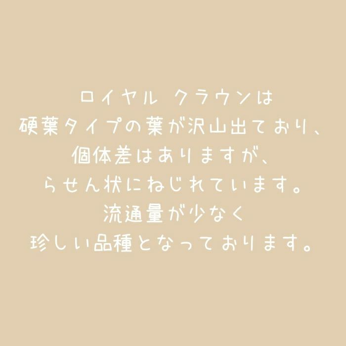 観葉植物現品販売