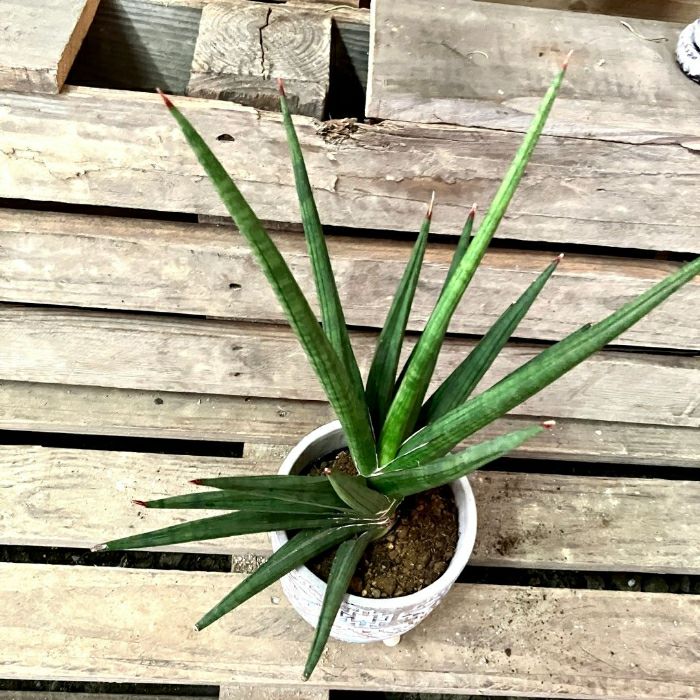 観葉植物現品販売