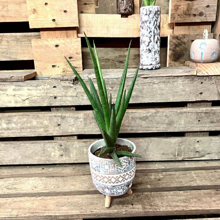 観葉植物現品販売