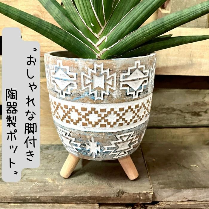 観葉植物現品販売
