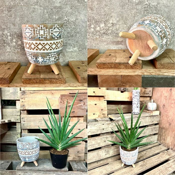 観葉植物現品販売