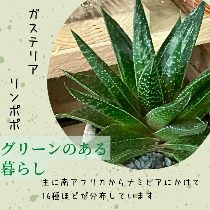 観葉植物 現品 ガステリア リンポポ 【アウトレット】 観葉植物 現品 ガステリア リンポポ 【アウトレット】