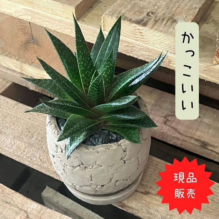 観葉植物現品販売