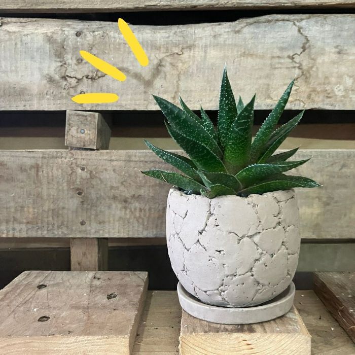 観葉植物現品販売