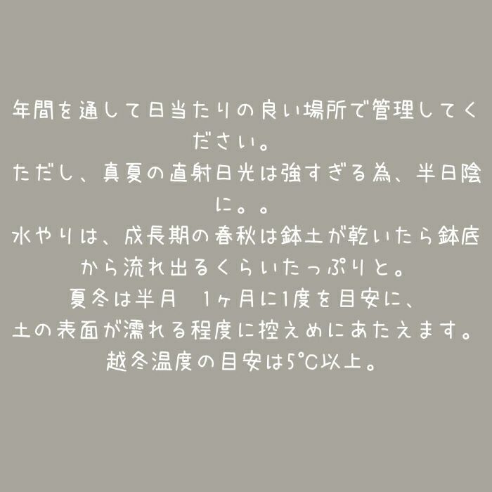 観葉植物現品販売