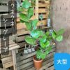 観葉植物現品販売