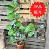 観葉植物現品販売