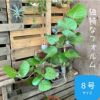 観葉植物現品販売