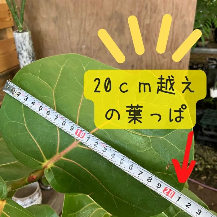 観葉植物現品販売