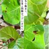 観葉植物現品販売