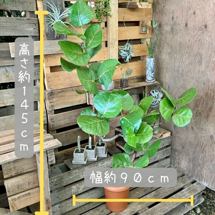 観葉植物現品販売