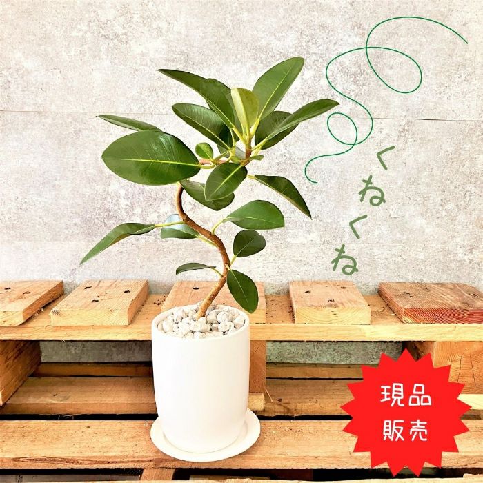 観葉植物現品販売