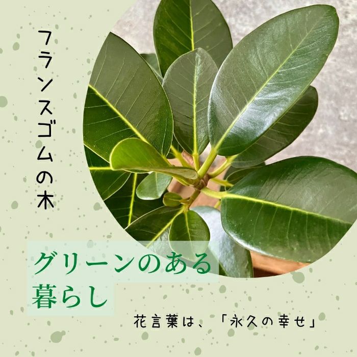 観葉植物現品販売