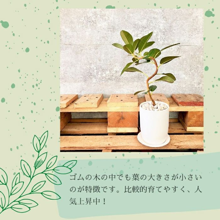 観葉植物現品販売