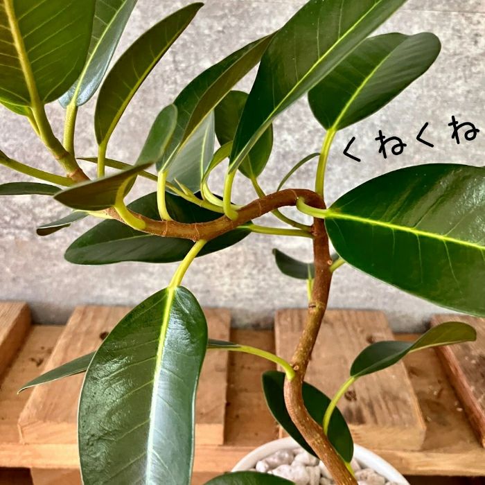 観葉植物現品販売