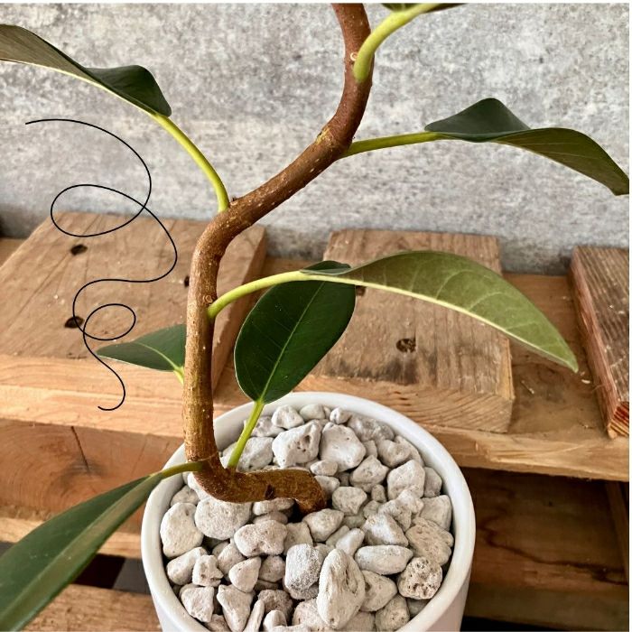 観葉植物現品販売