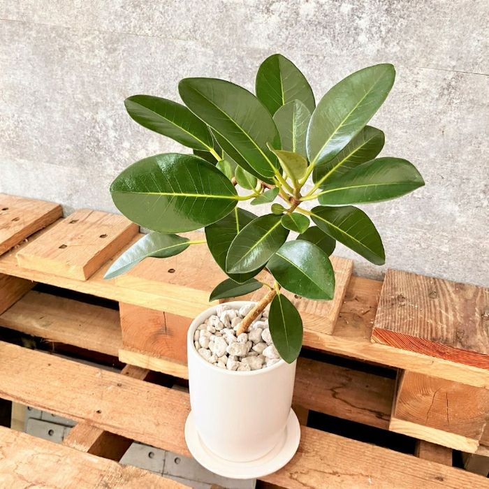 観葉植物現品販売