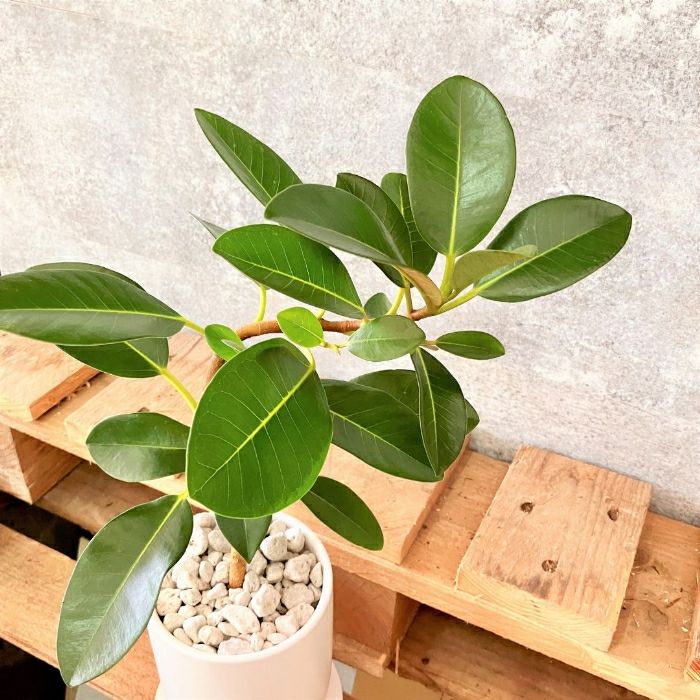 観葉植物現品販売