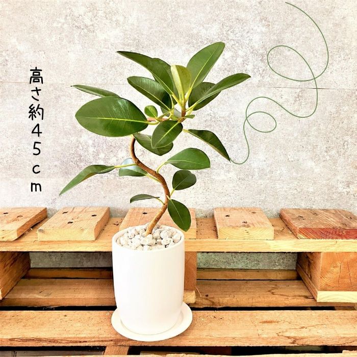 観葉植物現品販売