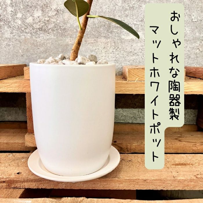 観葉植物現品販売