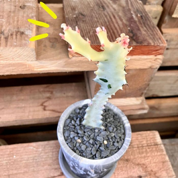 観葉植物現品販売