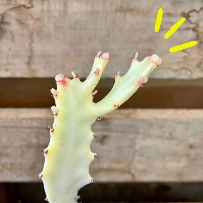 観葉植物現品販売