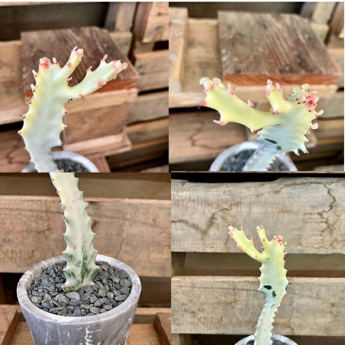 観葉植物現品販売