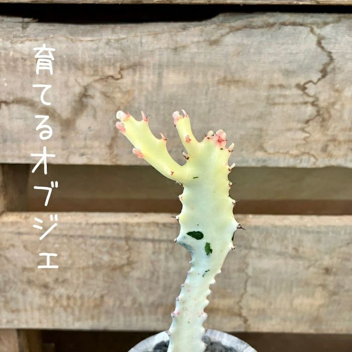 観葉植物現品販売