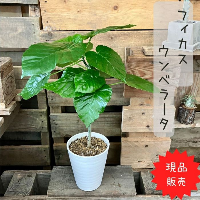 観葉植物現品販売