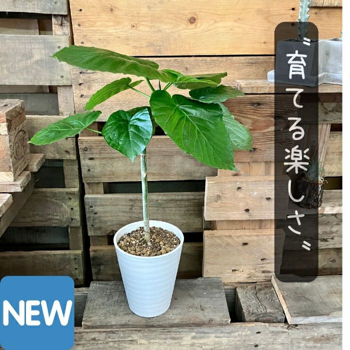 観葉植物現品販売