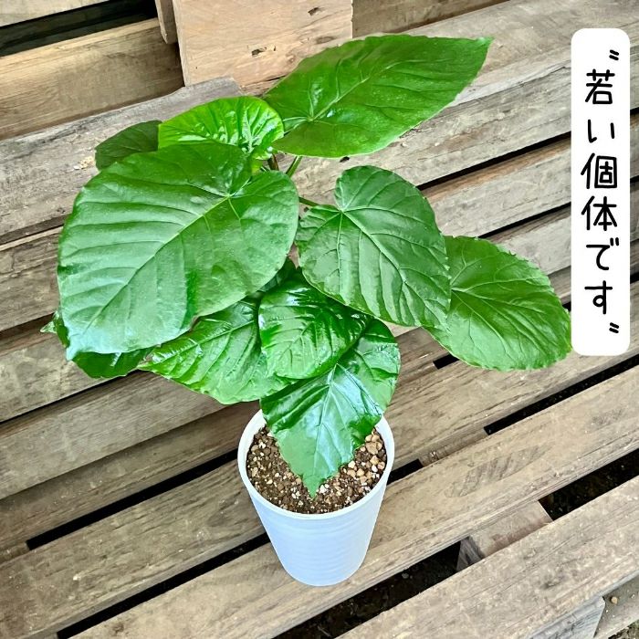 観葉植物現品販売