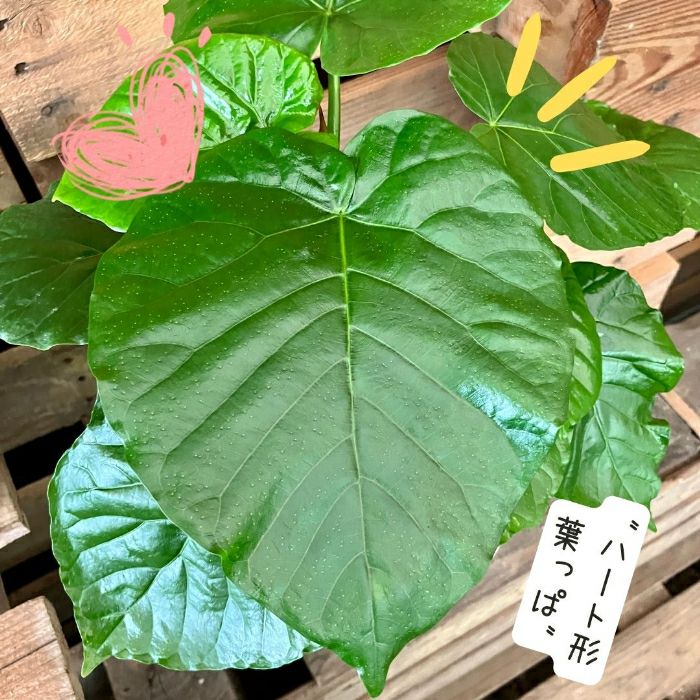 観葉植物現品販売