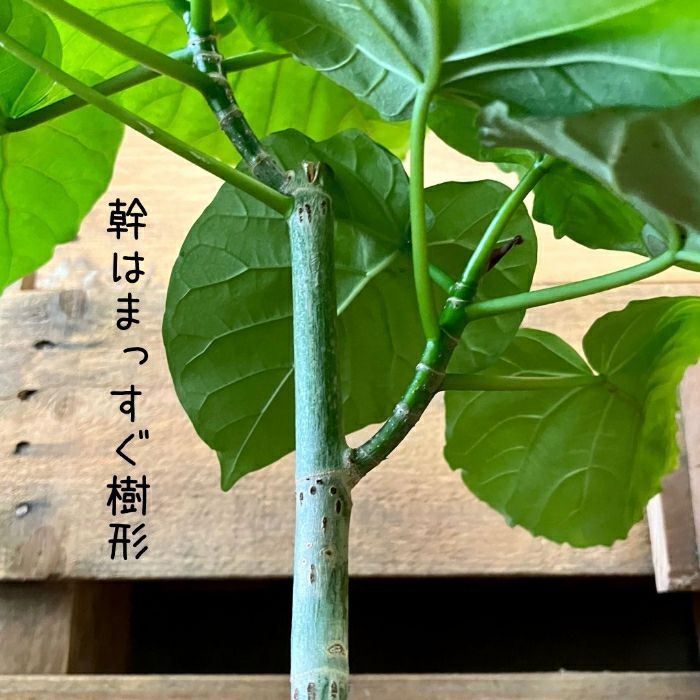 観葉植物現品販売