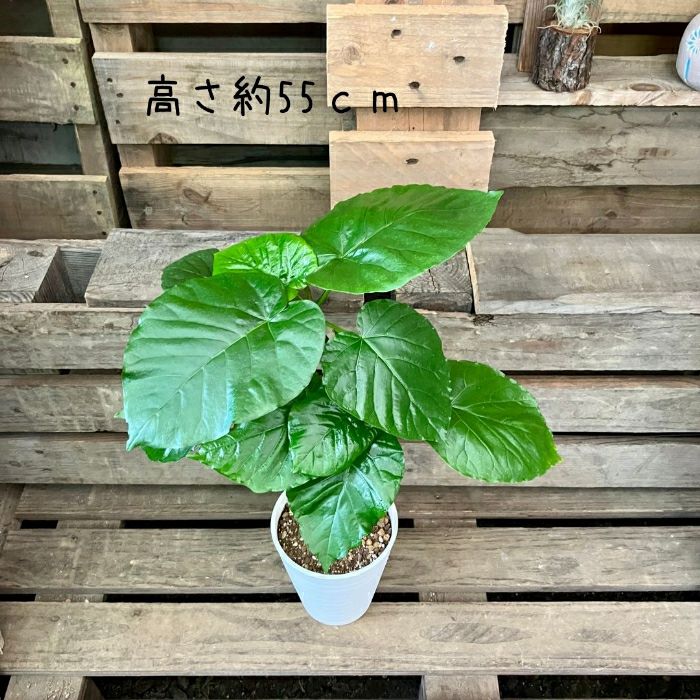観葉植物現品販売
