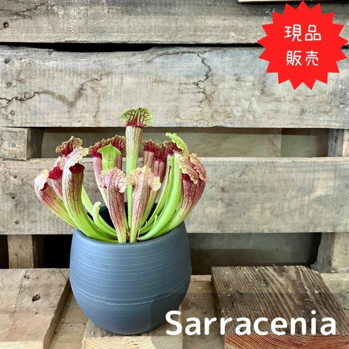 観葉植物現品販売