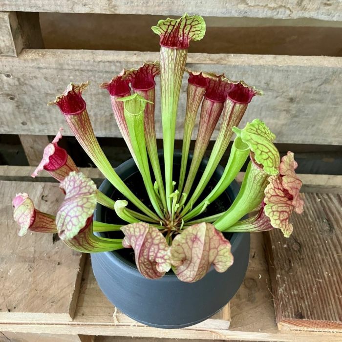 観葉植物現品販売